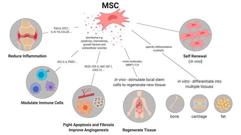 Scientist analyzing mesenchymal stem cells in a laboratory as Longeveron secures China patent for potency assay technology